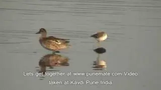 Kavdi Spotted Duck.wmv