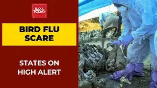 Bird Flu Scare Afflicts The Nation; Seven States On High Alert