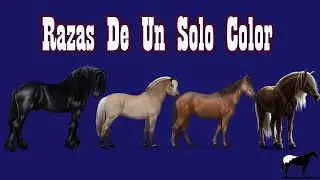 5 Razas Que Solo Tienen Un Color De Pelaje🐴-Del Cerro Soy