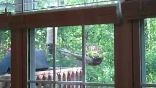 Squirrel on Yankee Flipper bird feeder