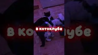 тусовка #деревня #котики #калининград #калининград39 #cats #cat #природа #зима