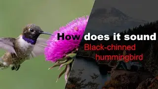 Black chinned hummingbird