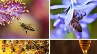 Apiculture reproduction huny 🐝bee production