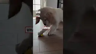 This puppy tries lemon for first time 🍋 😂