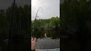 Walleye fishing in Ontario Canada 🇨🇦 #fishing #nature #outdoors #fish