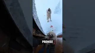 Snow Rescue of White Lion Cub 🦁 1-Month-Old Emotional Story #WildlifeRescue #WhiteLion #Viral