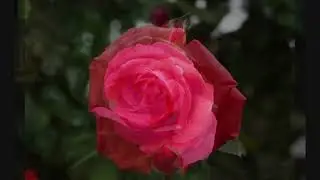 バラ祭り
