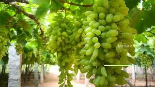 Super sonaka || Green seedless grapes || sweet grapes Near Bangalore || free visit || ಸೂಪರ್ ಸೋನಕ