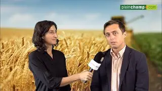 Blé : deuxième meilleure récolte de l’histoire en France