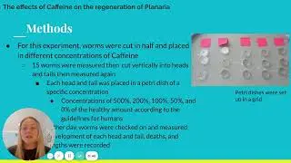 The Effects of Caffeine on the Regeneration of Planaria