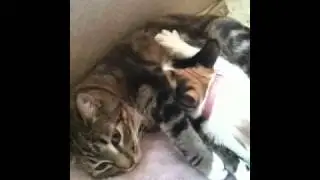 Nursing cat
