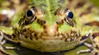 Ranas Cantando y Croando a C&aacute;mara Lenta en Estanque | Sonido de Ranas