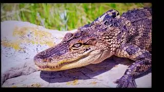 SONY X950H, 950G, Z9F: ОТЛИЧНЫЕ ОТЧЕТЫ! ПРЕУВЕЛИЧЕНО ЛИ? (SPEARS AND MUNSIL) VALUE ELECTRONICS