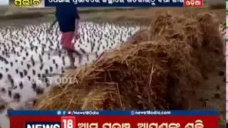 Pethai Cyclone: Rains damage paddy across Odisha