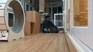 Perawatan Kucing Peliharaan 😃 #perawatankucing #kucingpeliharaan  