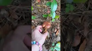 Когда давно не находил маслят в японском лесу 😊