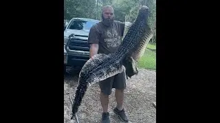 Cheap, Quick & Easy Hide Tanning - Alligator