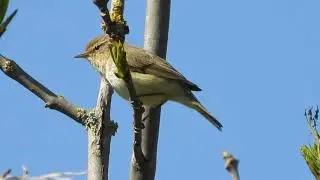 Common Chiffchaff