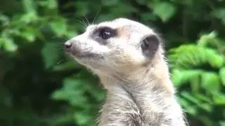 Meerkat song