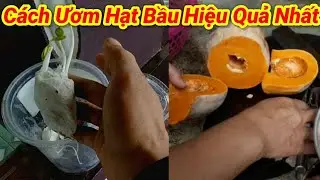 C&aacute;ch ươm hạt Bầu,B&iacute; Ng&ocirc; Chẩn nhất/how to incubate gourd and pumpkin seeds