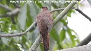 Banded Bay Cuckoo @ Chiu S C DSCN0249