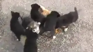 Angry Dogs attacks cat (Злые Собаки напали на кота)