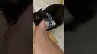 cat cafe
