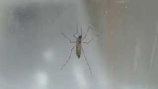 Five Zika virus cases reported in Miami Beach