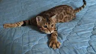 БЕНГАЛ ЛАЙФ: МОЛОДОЙ КРАСАВЧИК😺