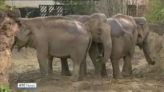 Dublin Zoo raises money in fundraising campaign amid closure fears