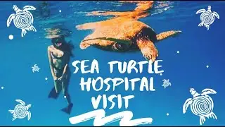 O&CO SEA TURTLE HOSPITAL AND BEACH CLEAN UP