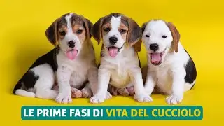 Prime fasi del Cucciolo