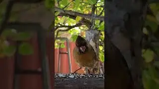 Female Northern Cardinal up close eating #backyardnature #backyardwildlife #northerncardinal
