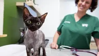 Client Testimonial - Park Street Vet