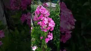 Macroglossum stellatarum / Hummingbird hawk-moth / Molia Colibri
