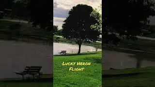 Flight of a Heron | Furry Shorts