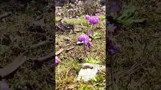 Drumstick Primrose/Primula denticulata, Locally known as NehaApu/BagaRinyo in the Apatani language
