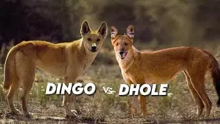 Dingo vs Dhole |  Australia&rsquo;s Wild Hunter vs Asia&rsquo;s Wild Dog - SImilarities & Differences