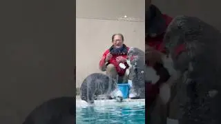 あなたは25秒後、可愛いを目撃する🦦✨ #鳥羽水族館 #ラッコ #seaotter
