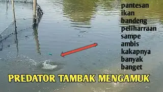 mancing barramundi/kakap putih di tambak cangkring indramayu