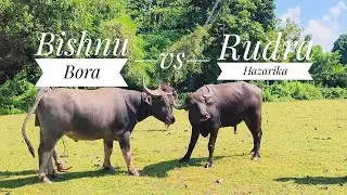 Rudra Hazarika VS Bishnu Bora// Kati Bihu Special// Assam buffalo fight #buffalo 