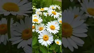 #wacdi #diini #remender #motivationalvideo #pageforyou #shortvideo 