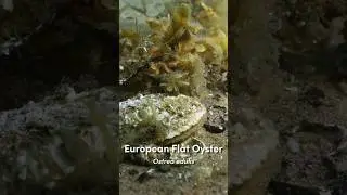 Что случилось с исконными шотландскими устрицами?