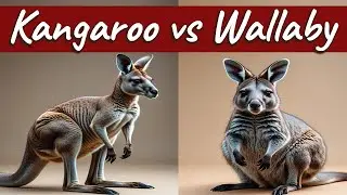 Kangaroos vs Wallabies | The Jumping Marsupials