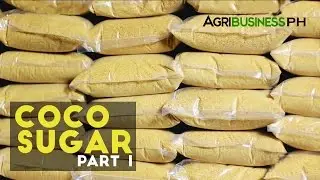 Coco Sugar Part 1 : High Value Product Coco Sugar | Agribusiness Philippines