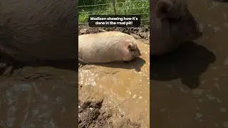 Madison showing how it&rsquo;s done in the mud pit! 💦🐷 #pigs #farmanimalrescue #minipigs