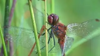 Natuur en macro.