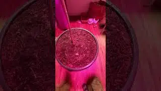 Pest and Pathogen Control.#cannabisheals#herb#garden#dog#dogshorts#cat#cats@morphyandtheapprentice🤘🏻