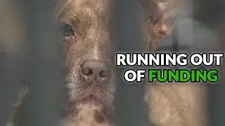 Local animal charity fearful over lack of funds