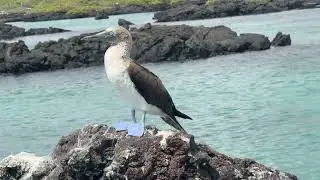 Blue-Footed Booby.  HI RES!  AMAZING!!!  - Galapagos Ecuador - ECTV